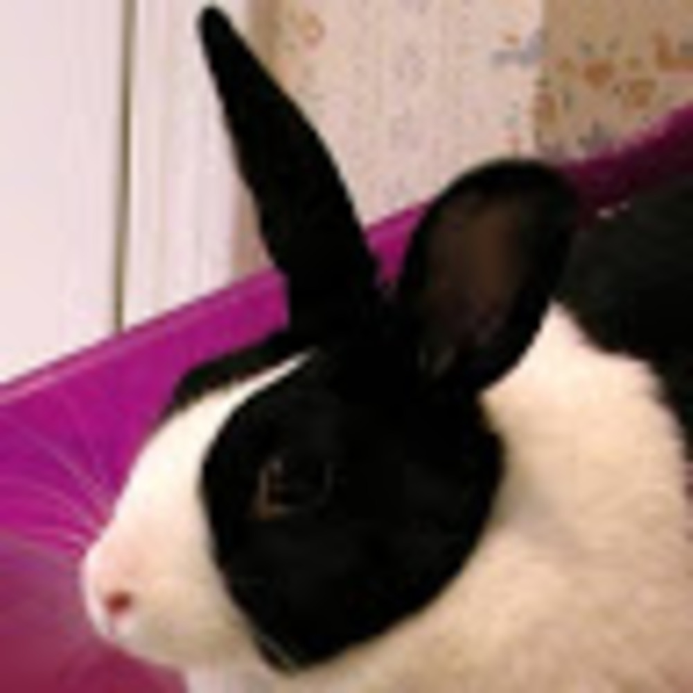 Meet your Posher, Barbara